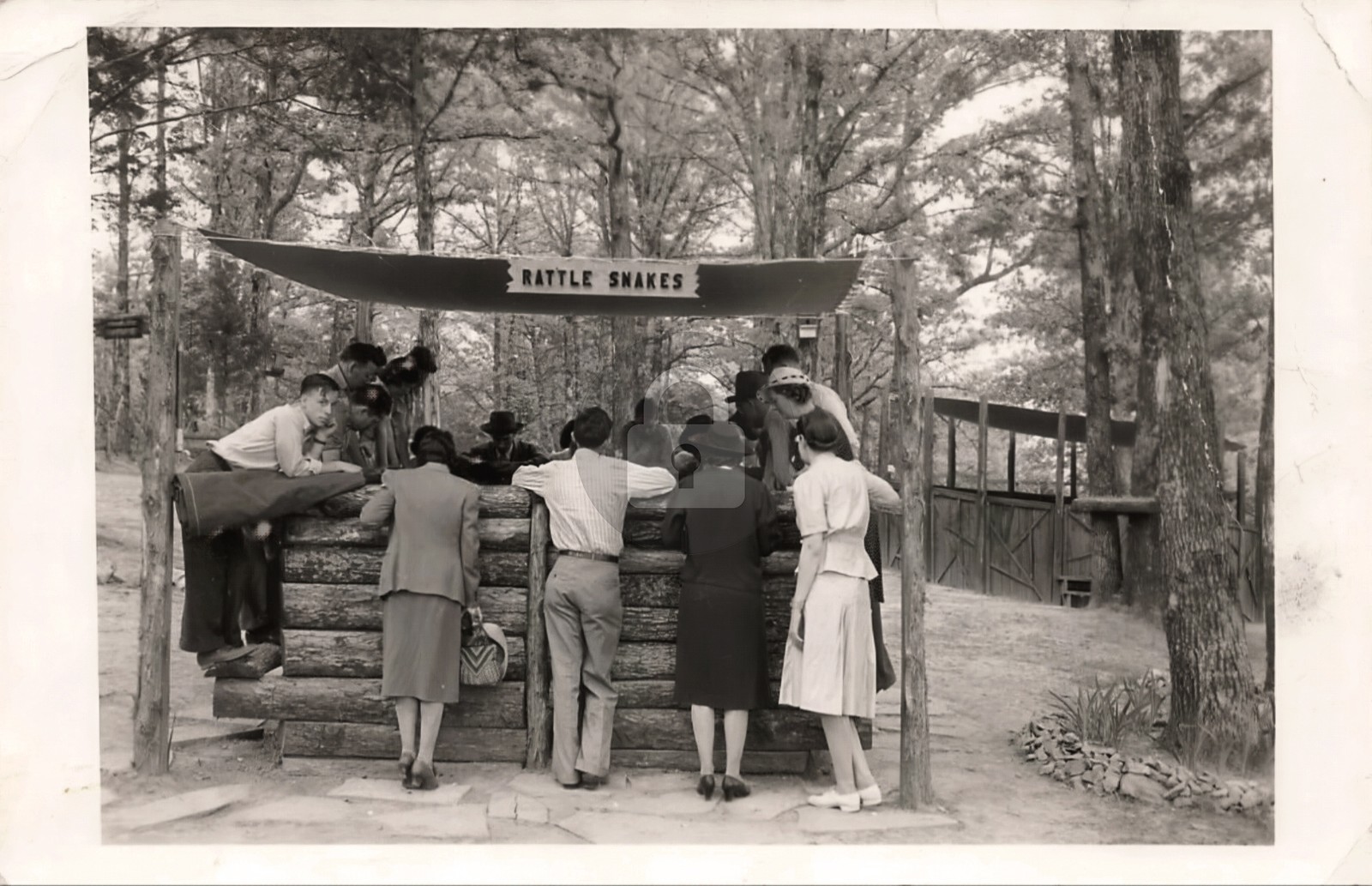 Park City KY Rattle Snakes Reptile Garden Roadside 1939 RPPC Photo Postcard COPY