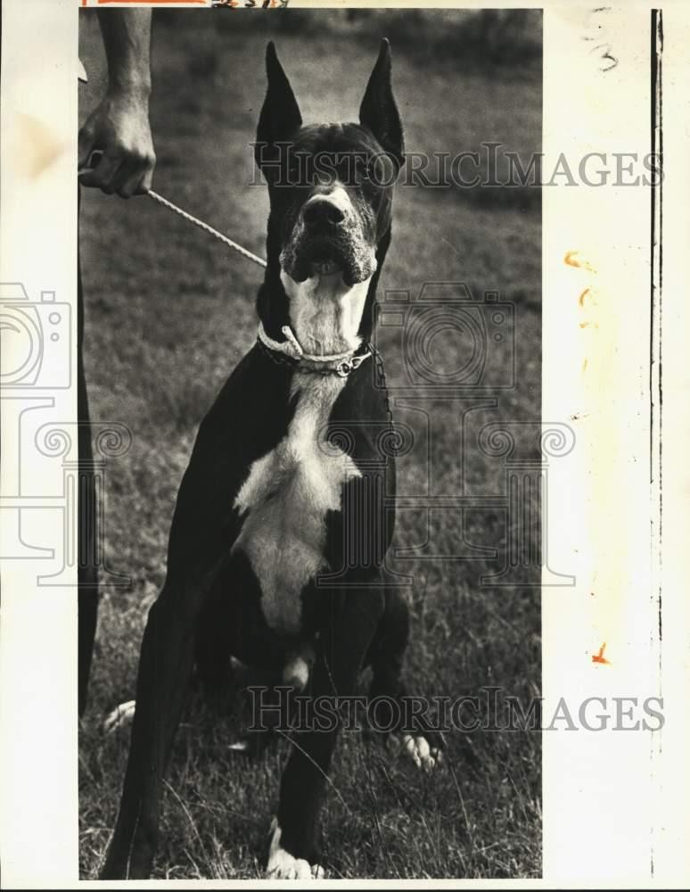 1982 Press Photo St. Bernard Canine Campus Great Dane dog up for adoption