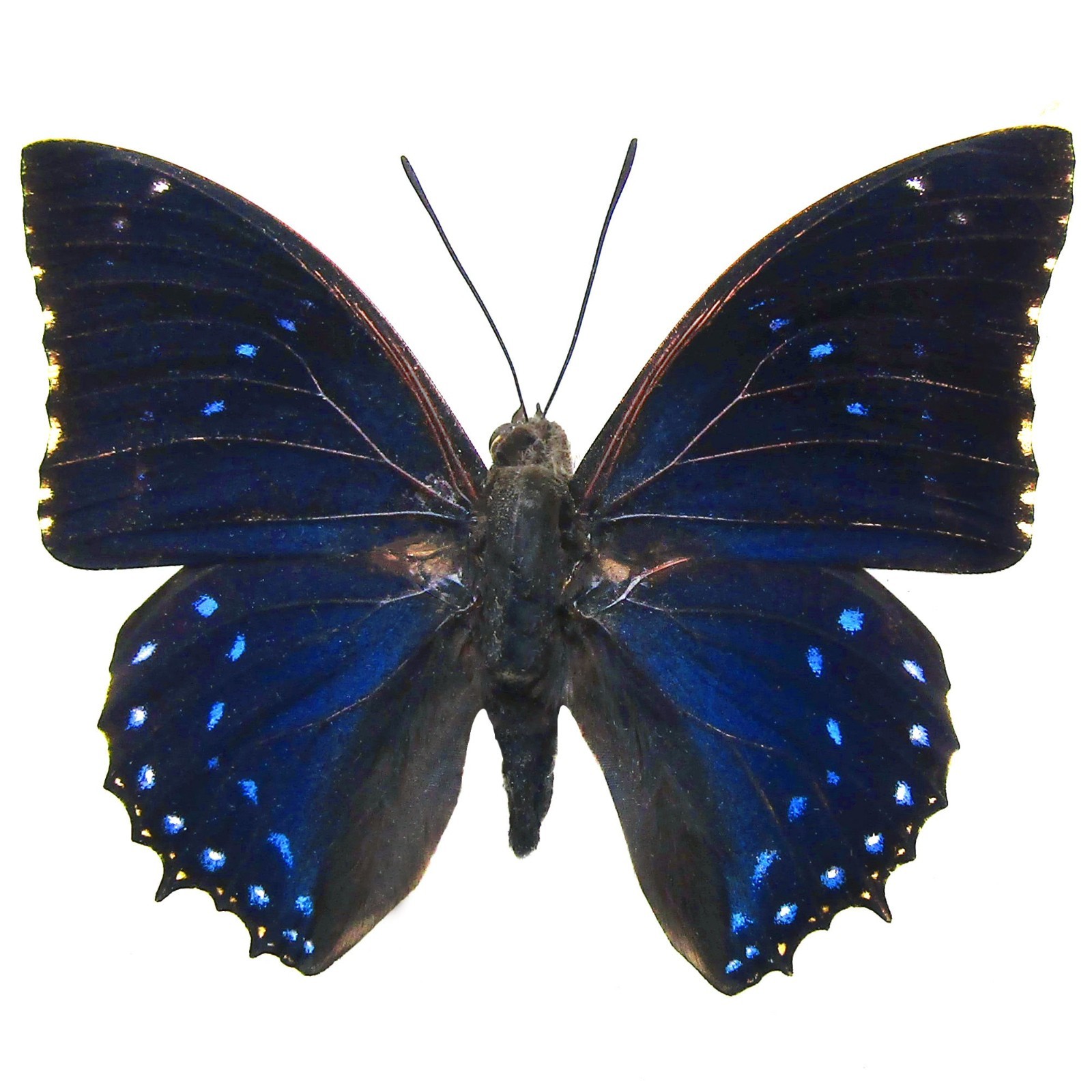 BicBugs Charaxes numenes blue butterfly Africa UNMOUNTED BicBugs Charaxes numenes blue butterfly Africa UNMOUNTED