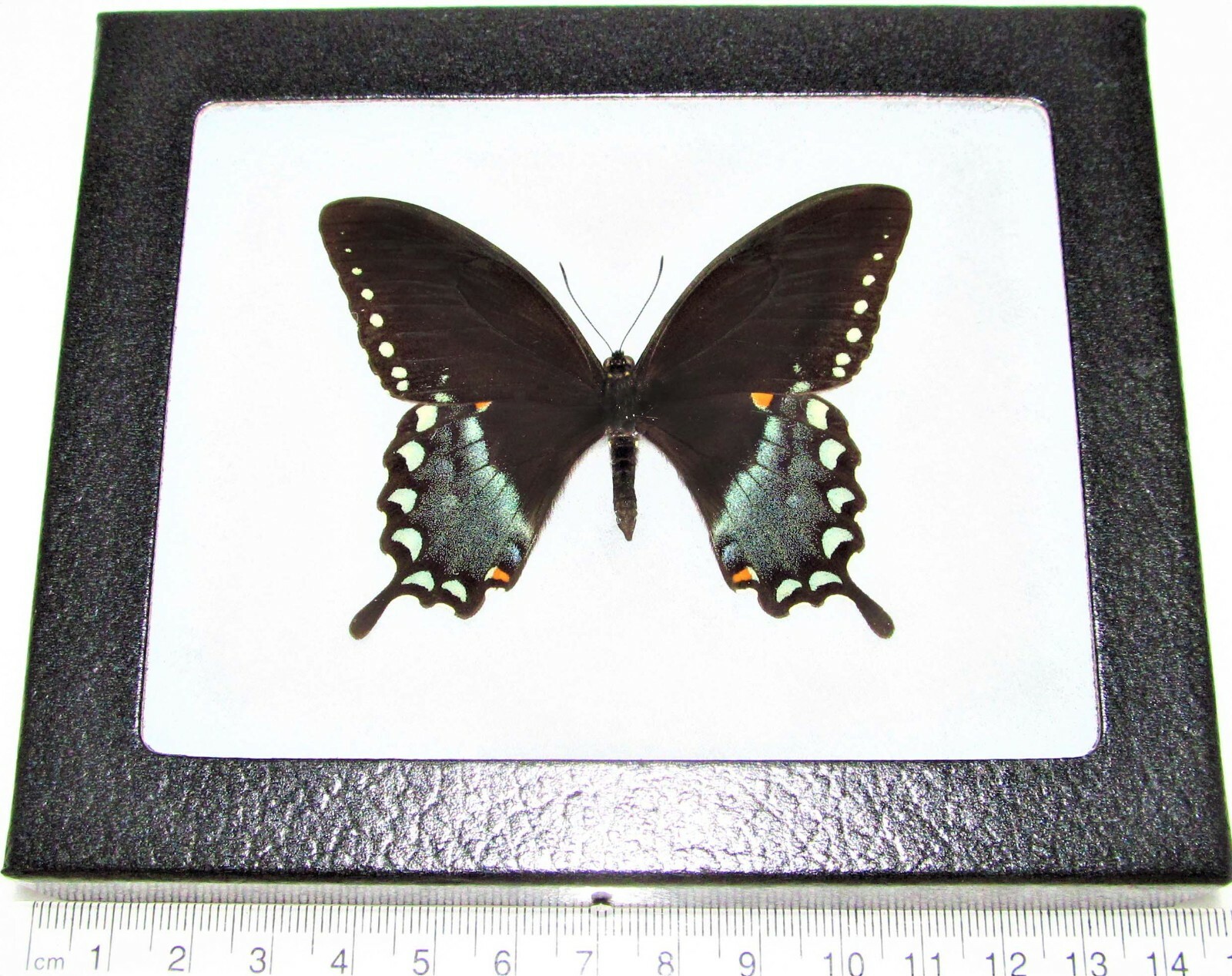 Papilio troilus REAL FRAMED BUTTERFLY BLUE BLACK SPICEBUSH SWALLOWTAIL USA