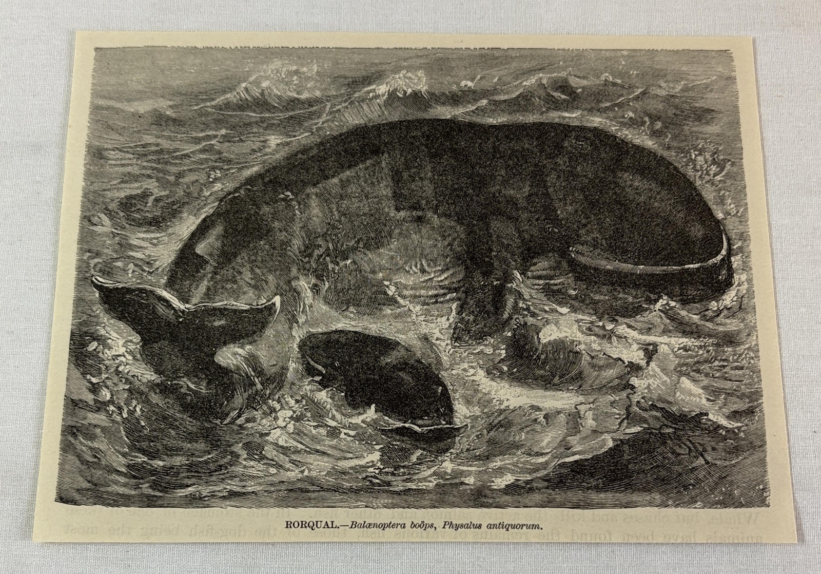 1885 book engraving ~ RORQUAL whale
