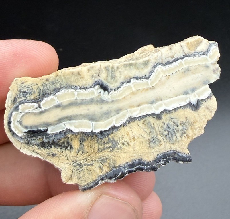 ICE AGE MAMMAL TOOTH PARTIAL CROSS SECTION POLISHED