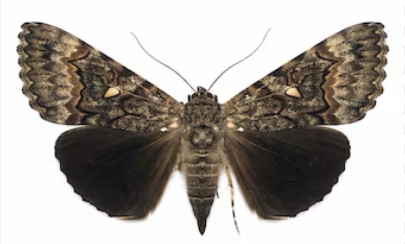 JS13 - Catacola epione Underwing Moth 1