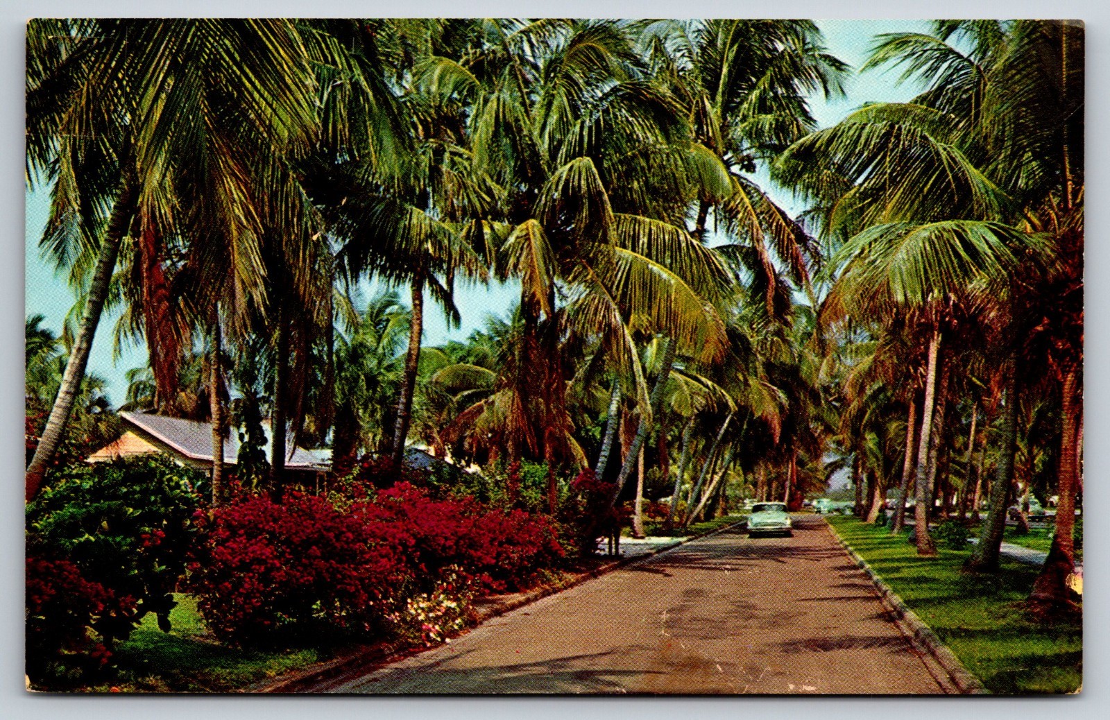 Broad Avenue Naples Florida Vintage Postcard Broad Avenue Naples Florida Vintage Postcard