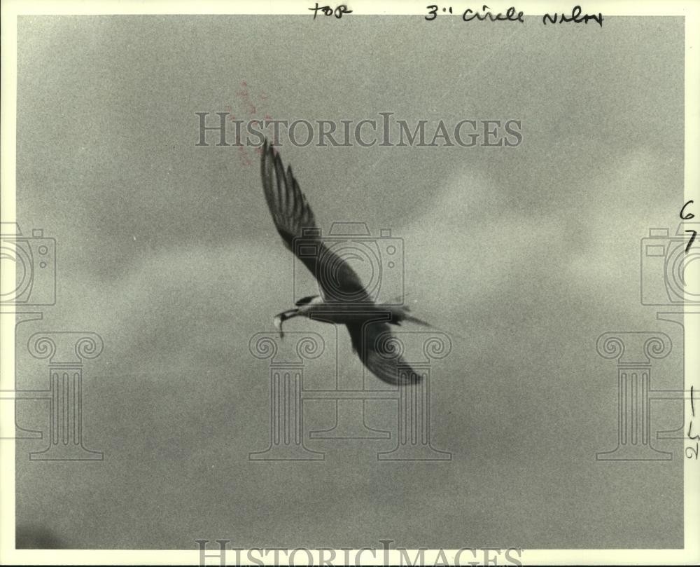 1978 Press Photo A bird is photographed with his dinner by a passing helicopter