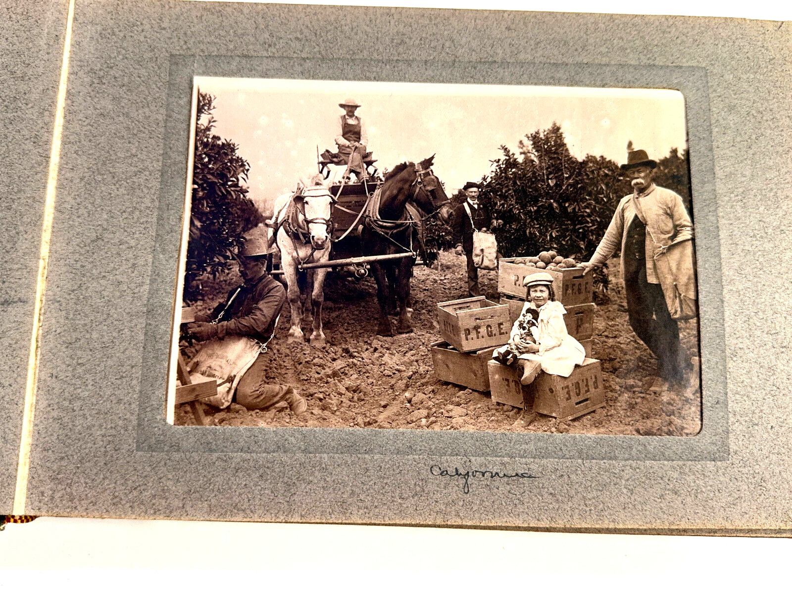 c1890s Photo Album California Peach Orchards Eureka Springs AR Wallingford VT