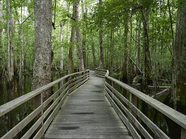 Photo:Harleyville South Carolina Beidler Forest Boardwalk Swamp 2017