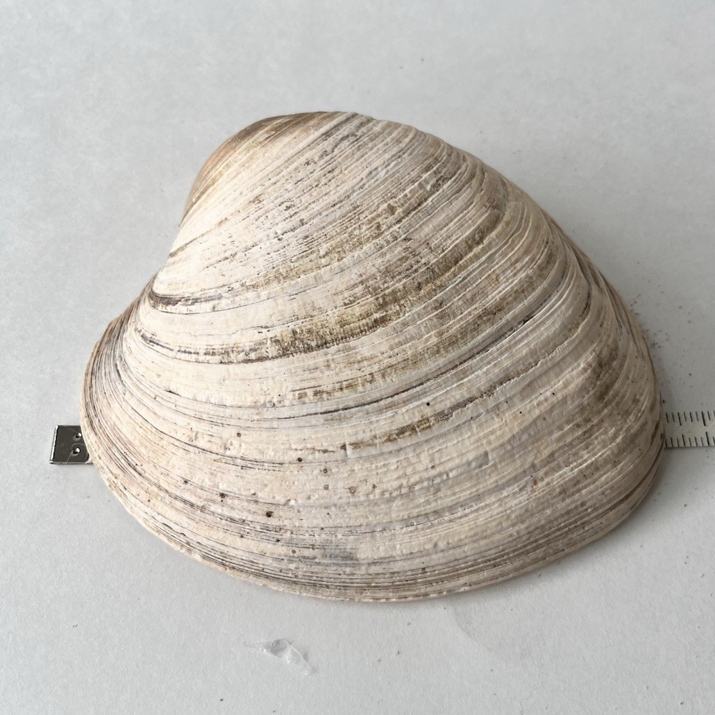Large 7.5” Quahog Clam Shell Natural Vintage Weathered Coastal Beach Decor Large 7.5” Quahog Clam Shell Natural Vintage Weathered Coastal Beach Decor