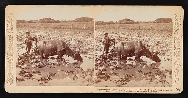 Philippines 1900 Filipino Farmer Water Buffalo Rice Field Preparation