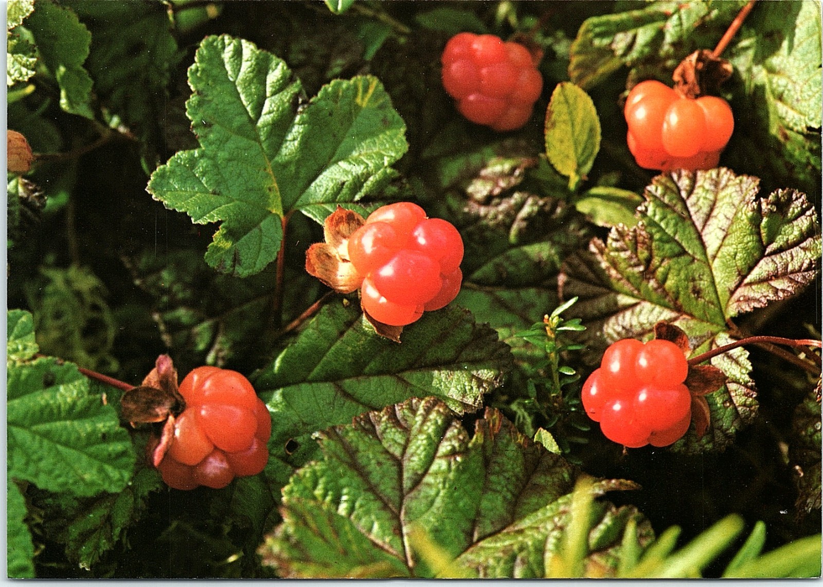 Vintage Postcard Suomi Finland Cloudberry Rubus Chamaemorus Suomuura