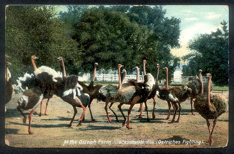 Vintage 1909 at the OSTRICH FARM Postcard - Jacksonville, FL