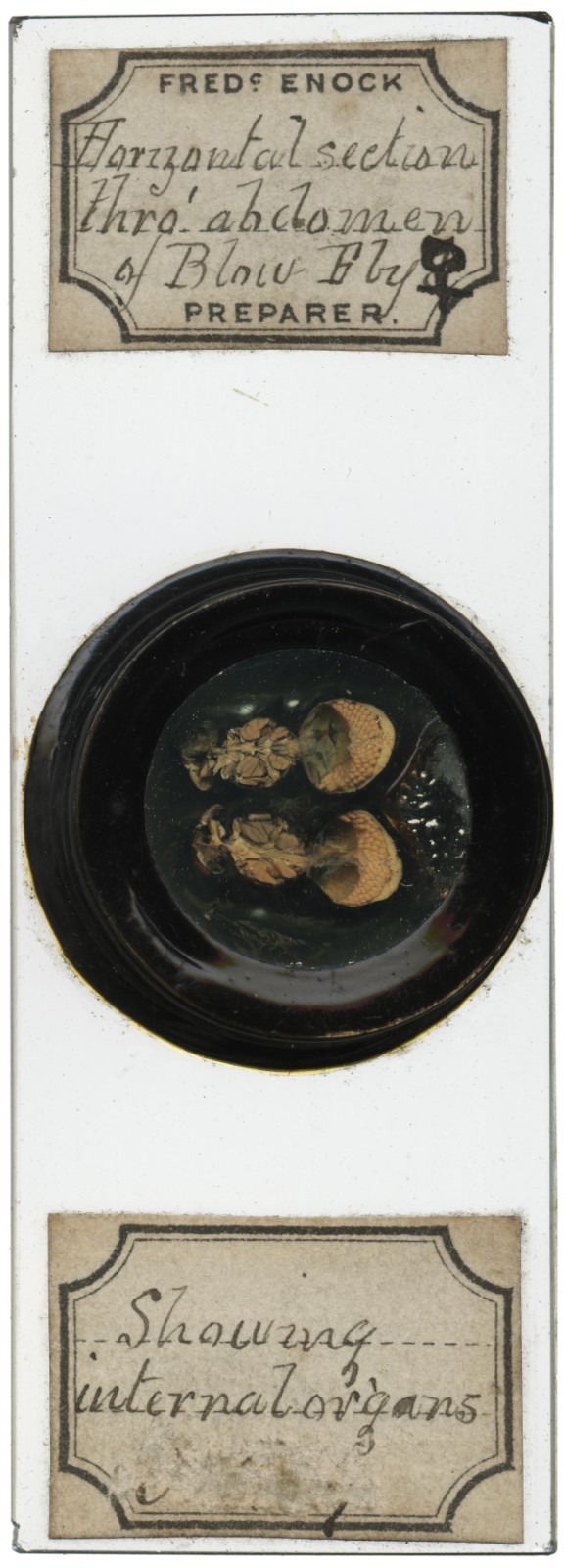 Antique microscope slide by Enock - Sections thru Blow Fly Abdomen, Deep Cell
