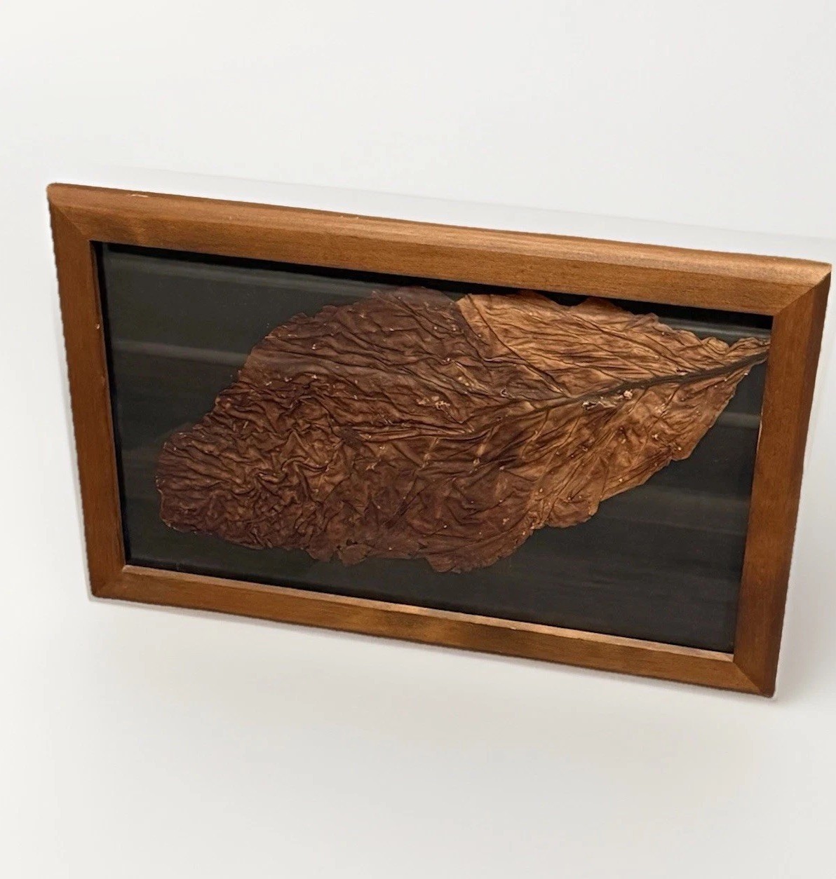Vintage Florida Estate Shade Cured 1950s Cigar Tobacco Leaf Handmade Pine Frame Vintage Florida Estate Shade Cured 1950s Cigar Tobacco Leaf Handmade Pine Frame