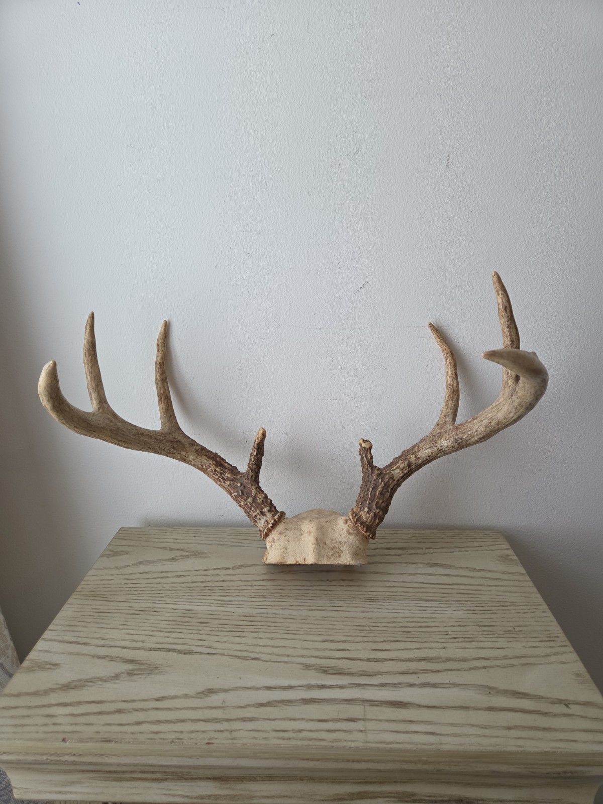 Real Whitetail Deer Antlers 8 Point Buck Skull Cap Taxidermy Mount Hunting 