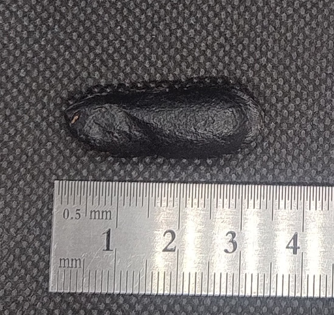 Australian Australite Tektite Rare Dumbell, From Kalgoorlie WA