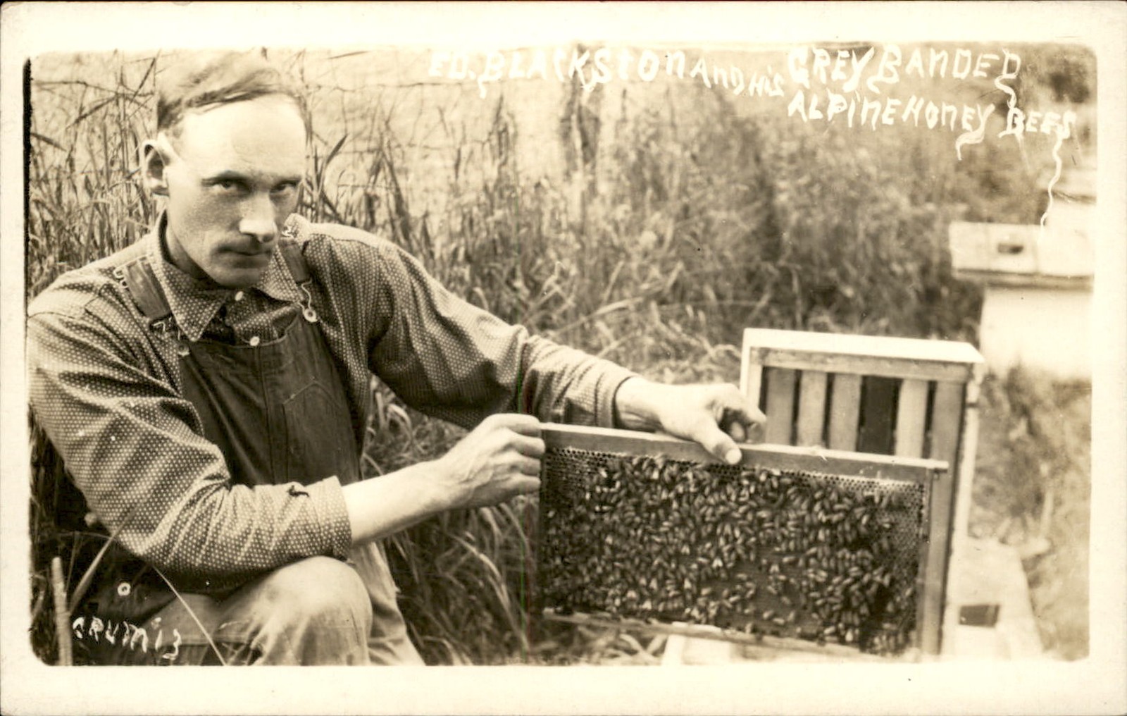Beekeeper Honey Bees honey frame Occupation c1910 Real Photo Postcard bhn
