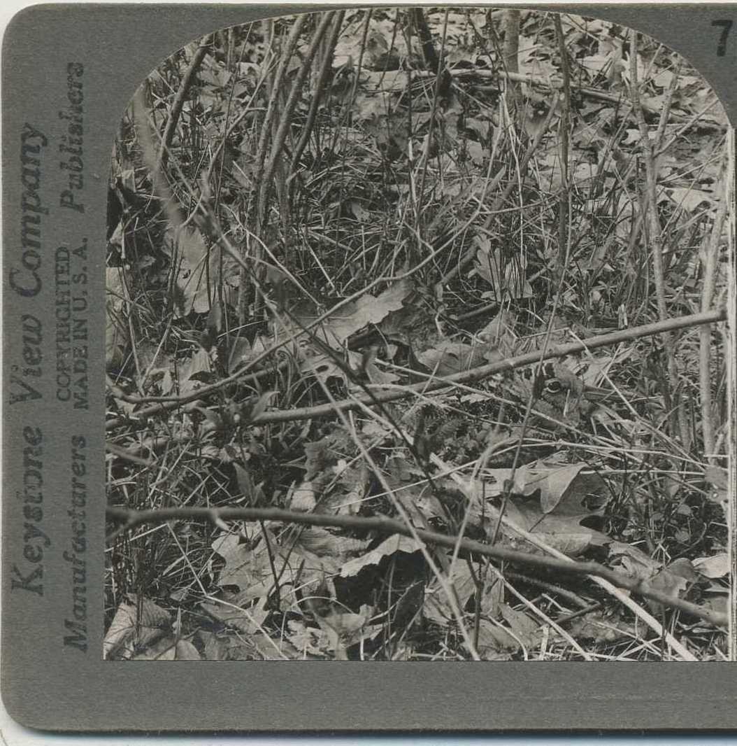 American Woodcock on Nest, c1910, Pennsylvania, History, Stereoview