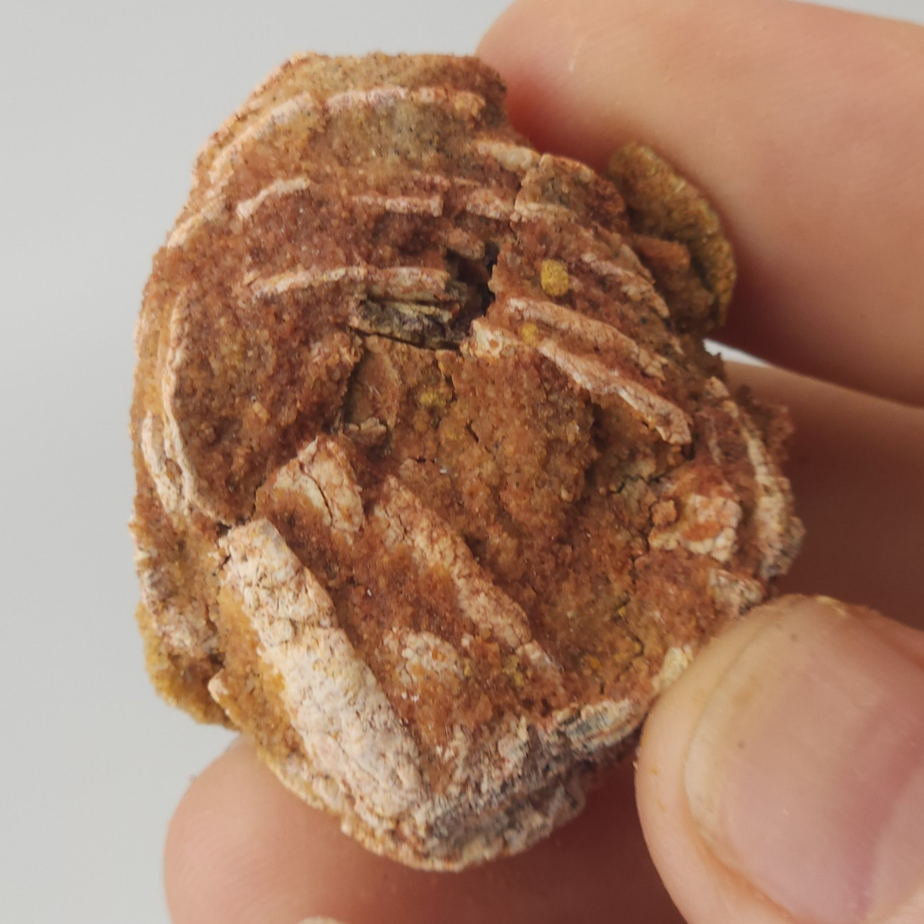 Spiral Coprolite (Fossil Poop) - Large Fish - Kem Kem Beds - Morocco 