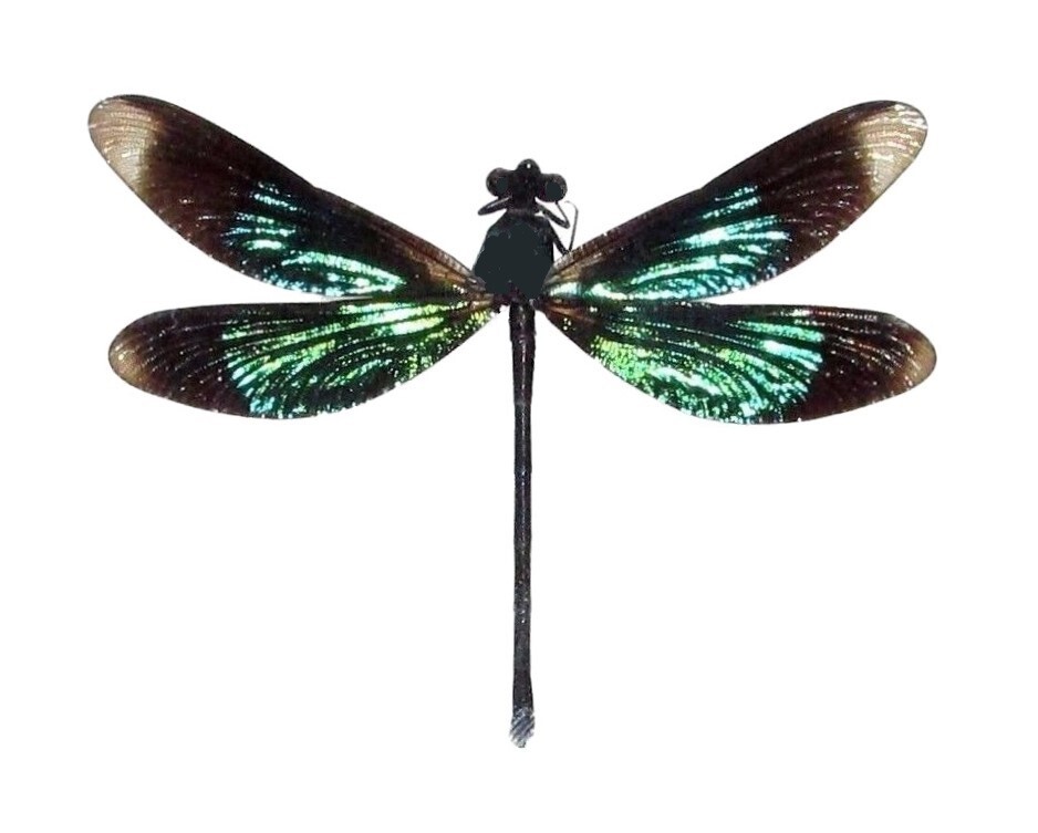 Calopteryx virgo ONE GREEN BLACK DRAGONFLY DAMSELFLY Indonesia UNMOUNTED