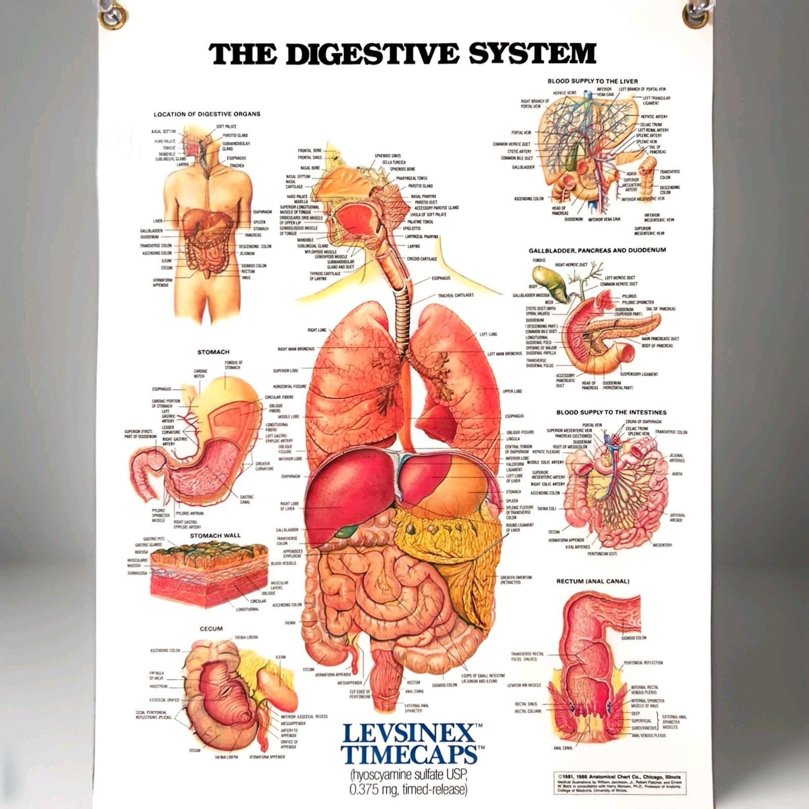 Vintage 1985 Digestive System Anatomical Chart Levsinex Pharma Promo