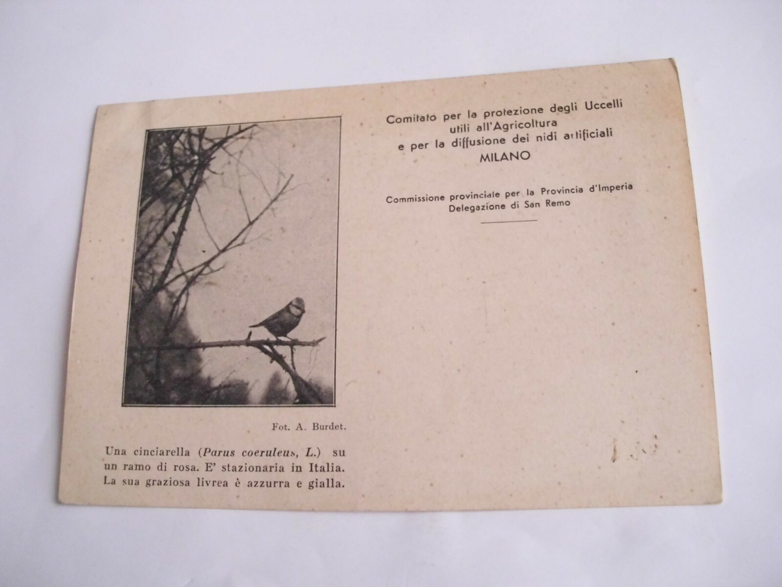 Milan Committee for the Protection of Birds - a chinciarella - sp f g 1936