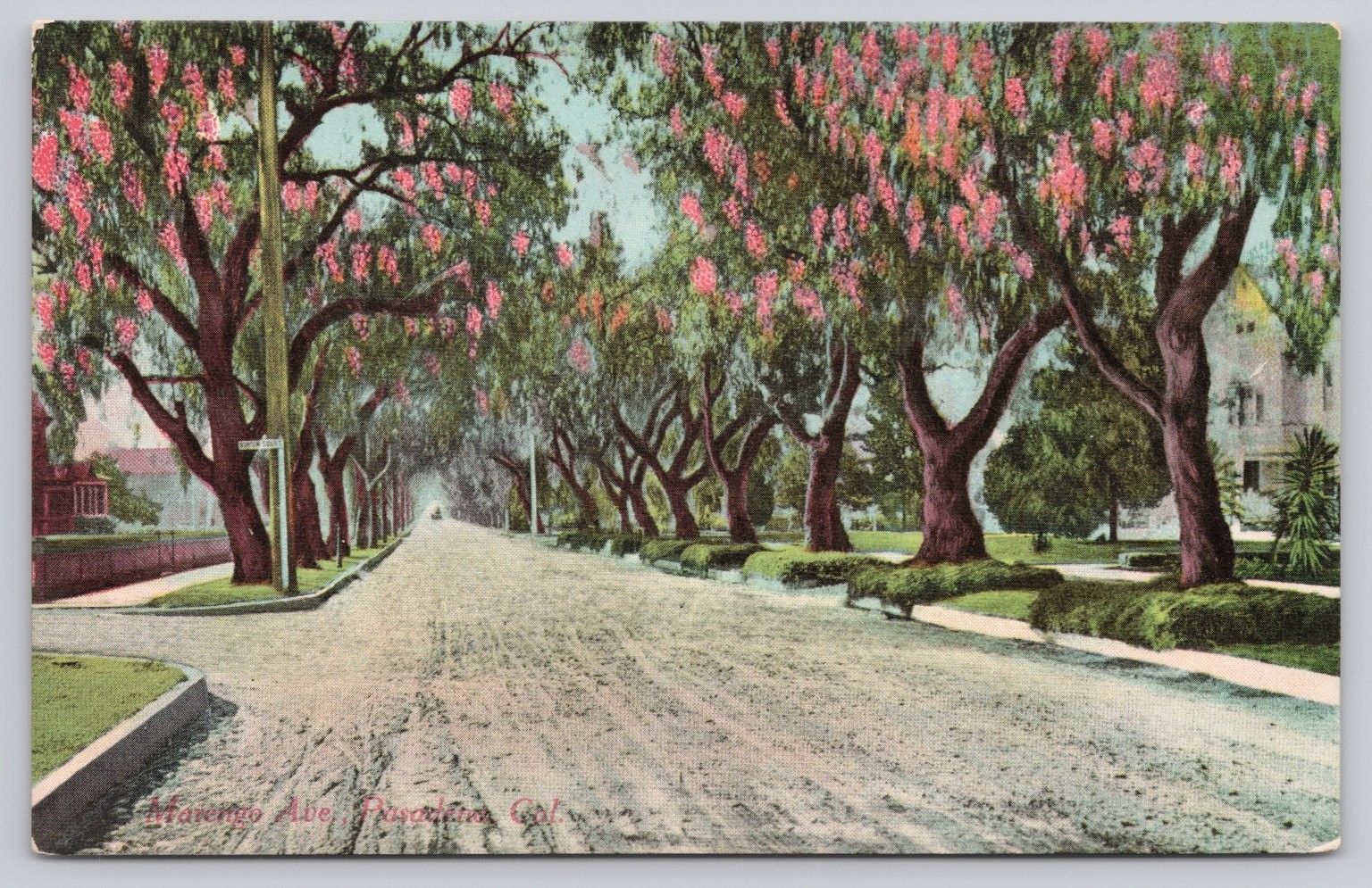 Vintage Marengo Ave Pasadena CA Tree-Lined Street Postcard 1907-1915