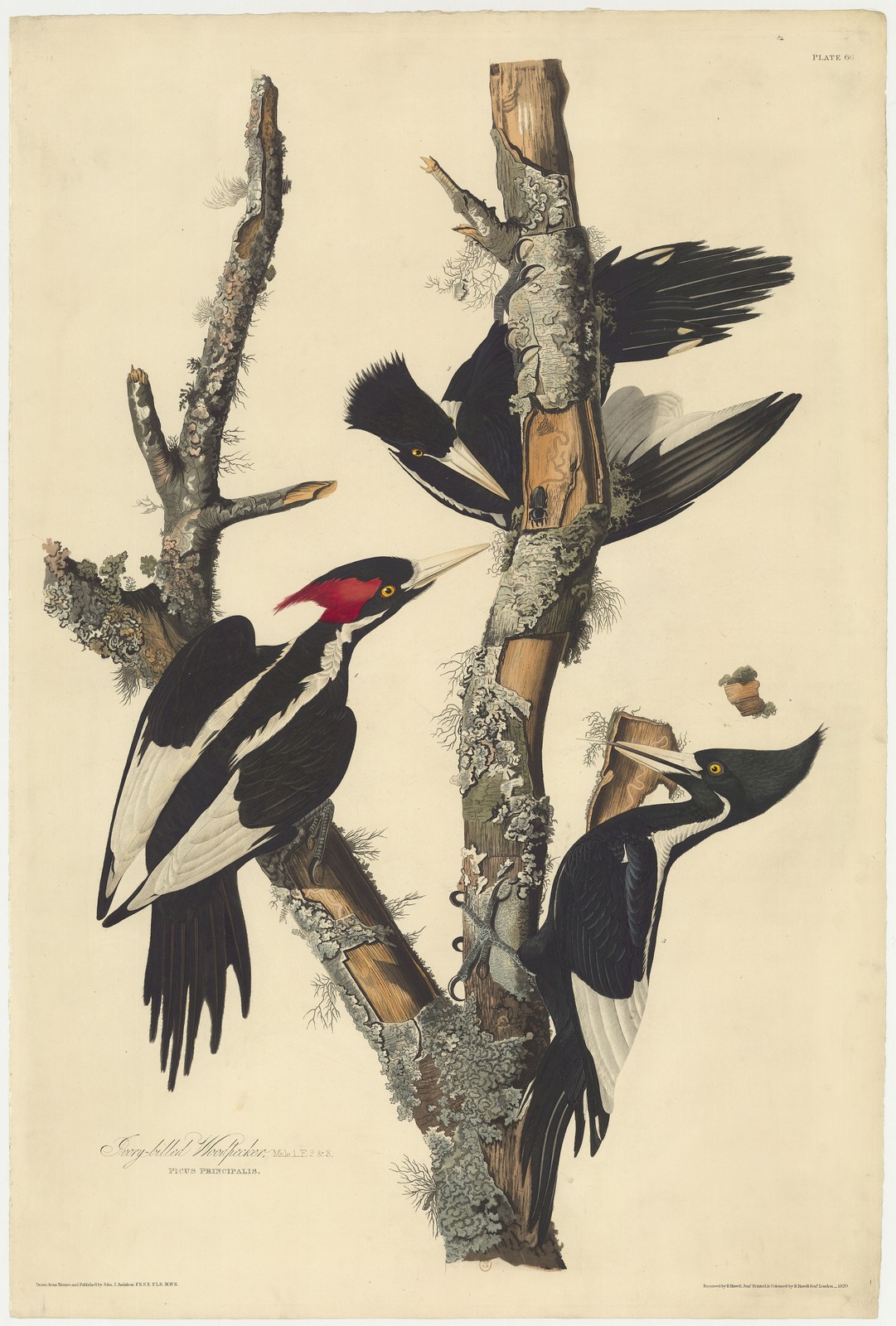 Ivory-billed Woodpecker Vintage Audubon Birds of America Reprint Wall Art