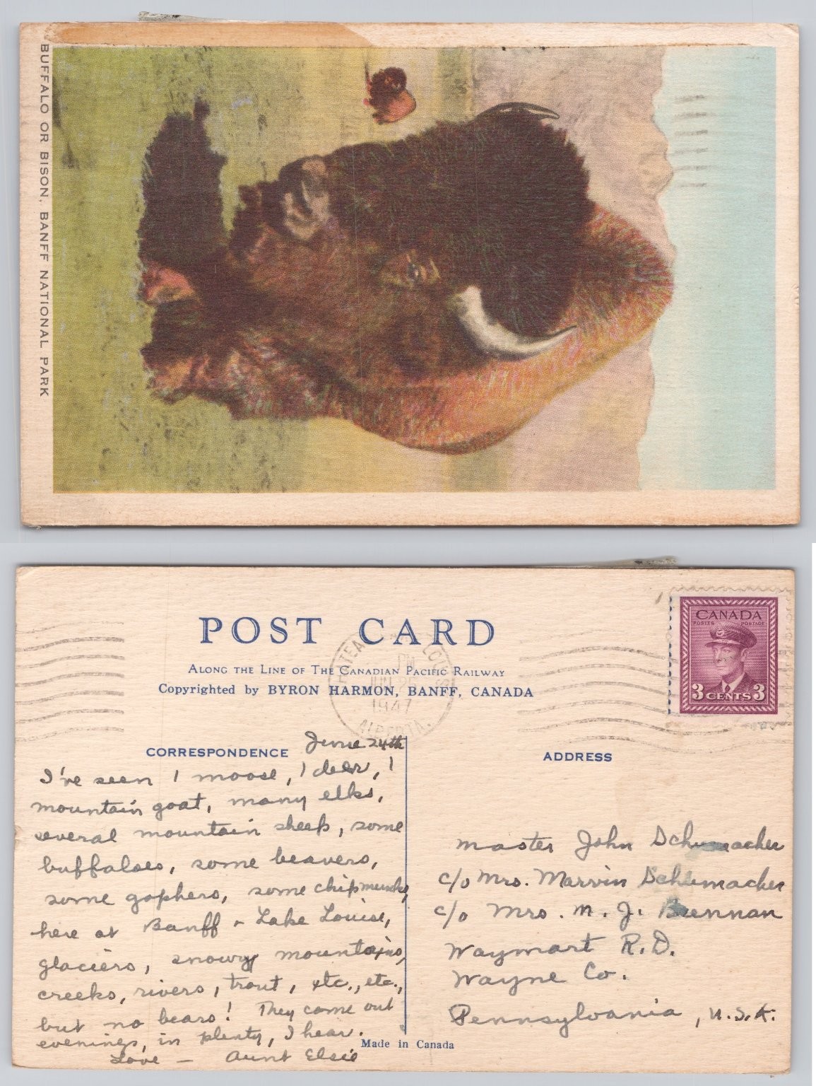 1947 Banff National Park Bison Buffalo Linen Postcard Byron Harmon Canada