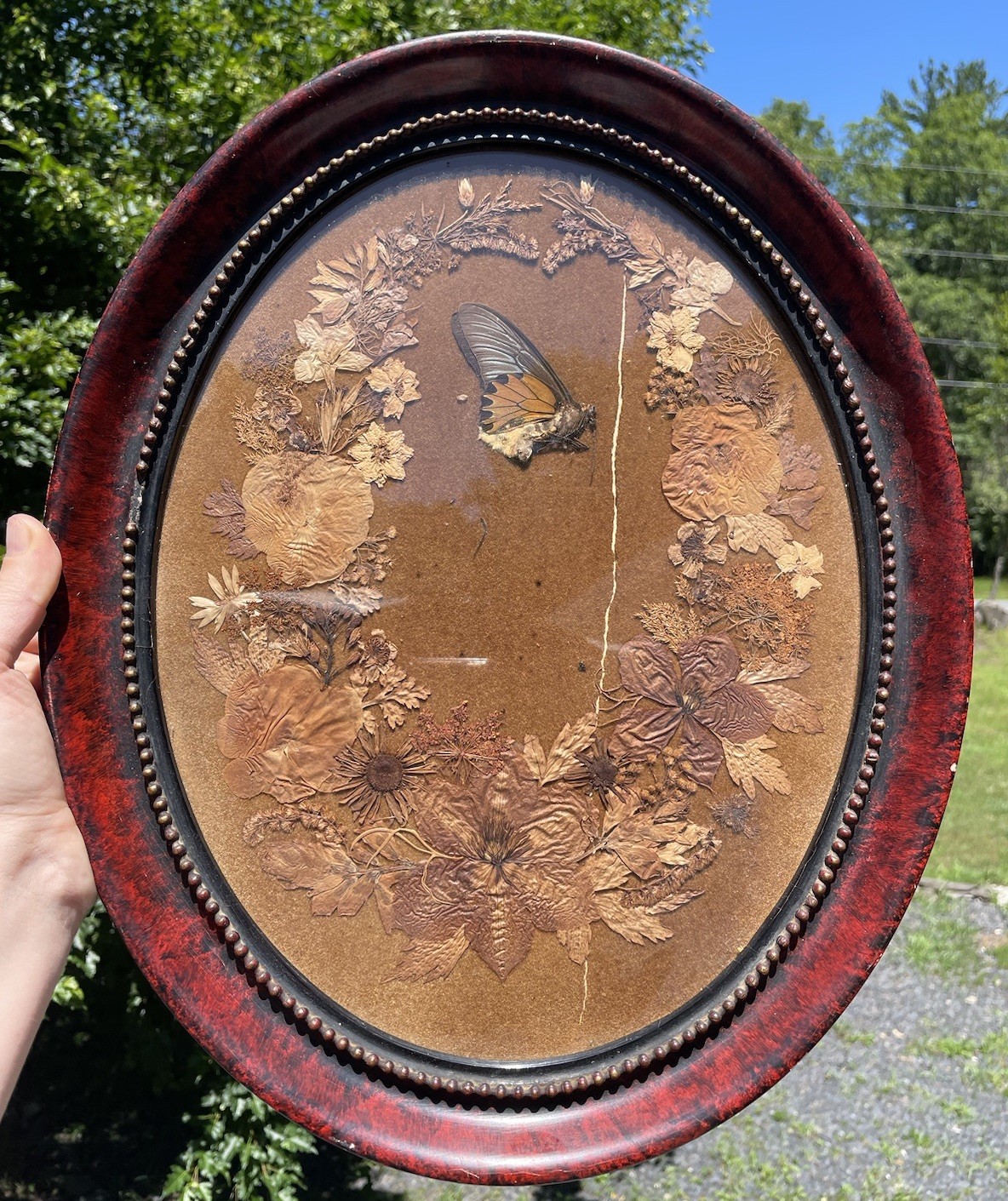Antique Victorian Pressed Flowers & Butterfly Specimen 19th C. Art Nouveau Frame