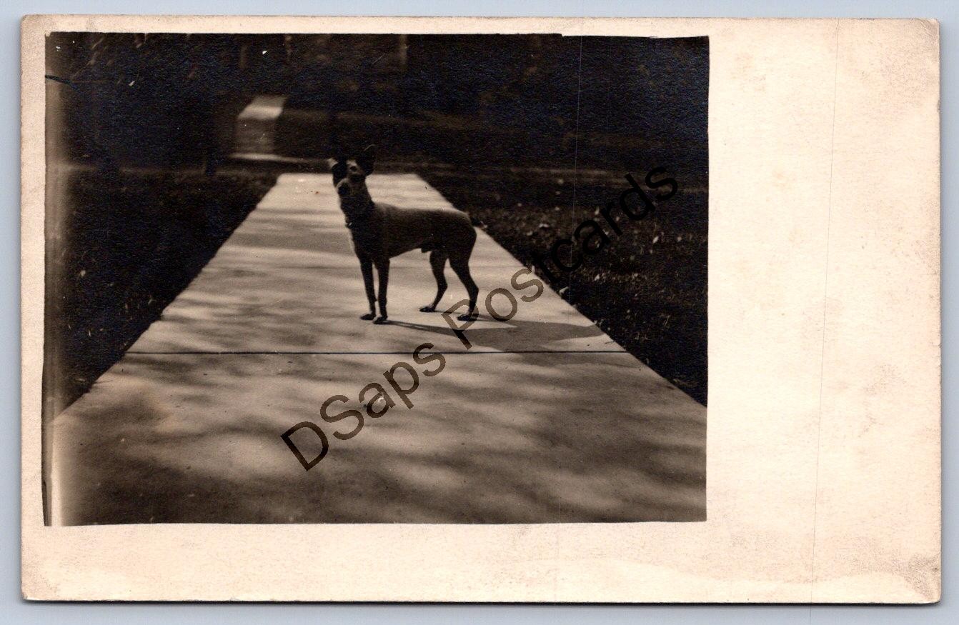 K60/ Interesting RPPC Postcard c1910 Chihuahua Pet Dog Sidewalk 370