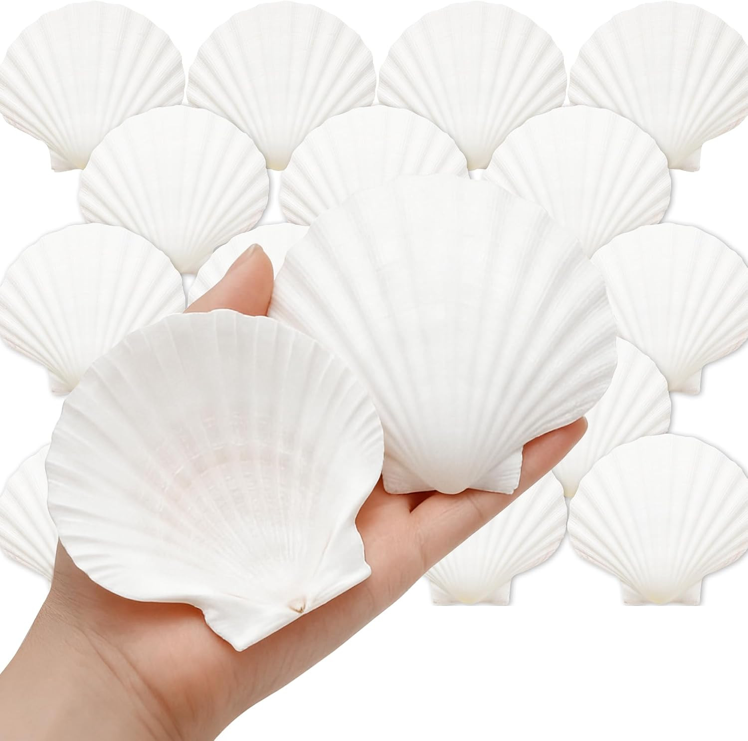 Large Scallop Shells, 20 PCS, 3.5-4 Inch Large Scallop Shells, 20 PCS, 3.5-4 Inch