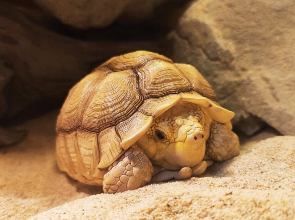 【In-Stock】 Animal Heavenly Body Tortoise Male 01 African Spurred Turtle Statue