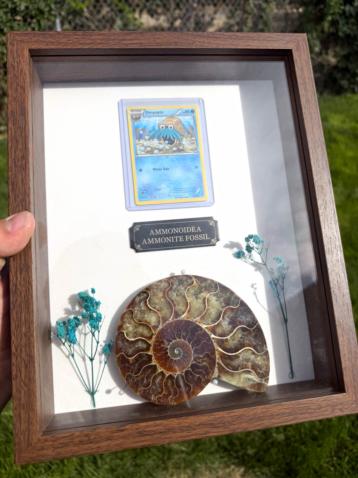 Ammonite Fossil Shadow Box Display w/ Pokémon Omanyte Card – Framed Oddity