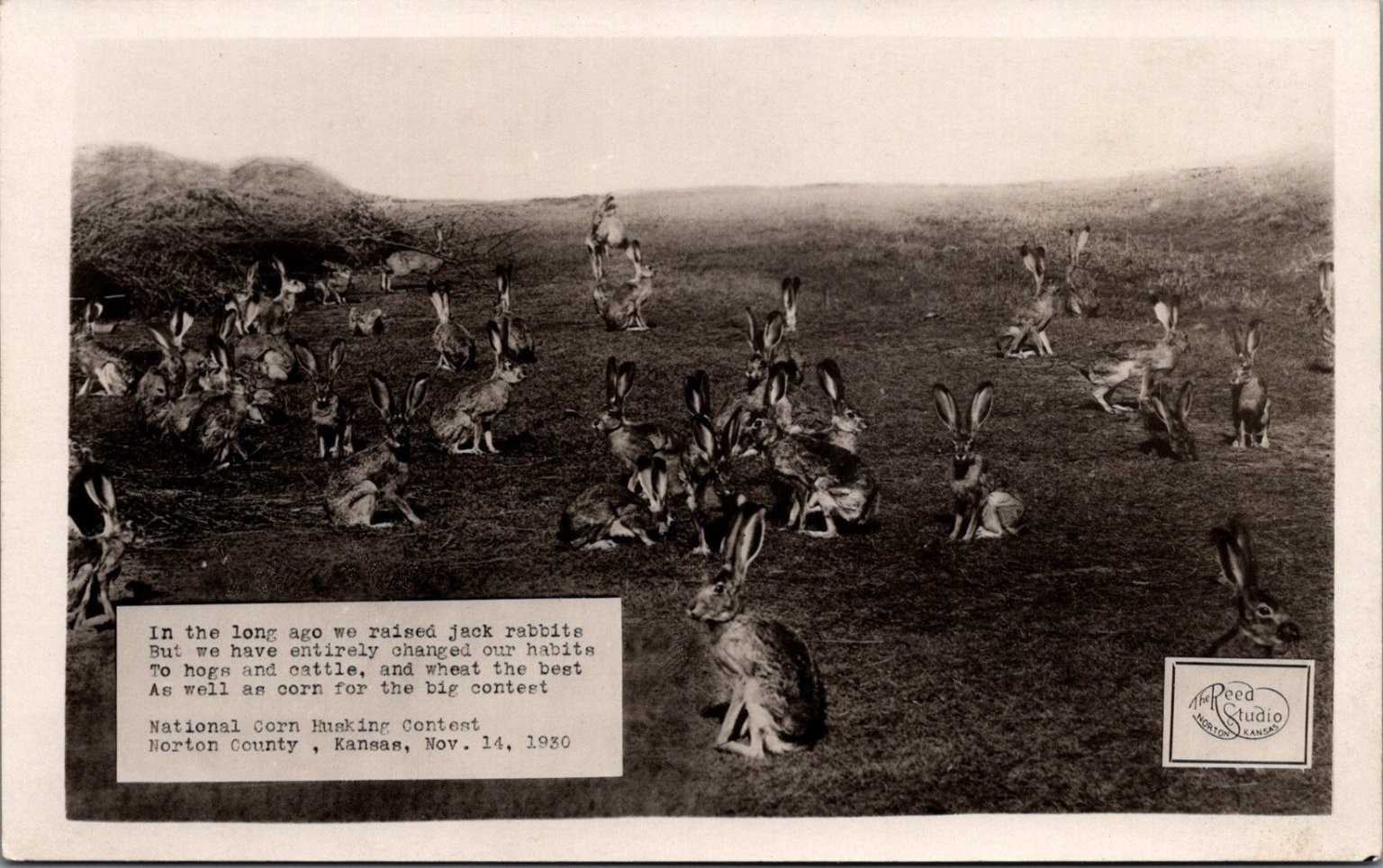 1930 RPPC Norton Kansas Jack Rabbits Reed Studio Corn Husking Contest Poem 1930 RPPC Norton Kansas Jack Rabbits Reed Studio Corn Husking Contest Poem