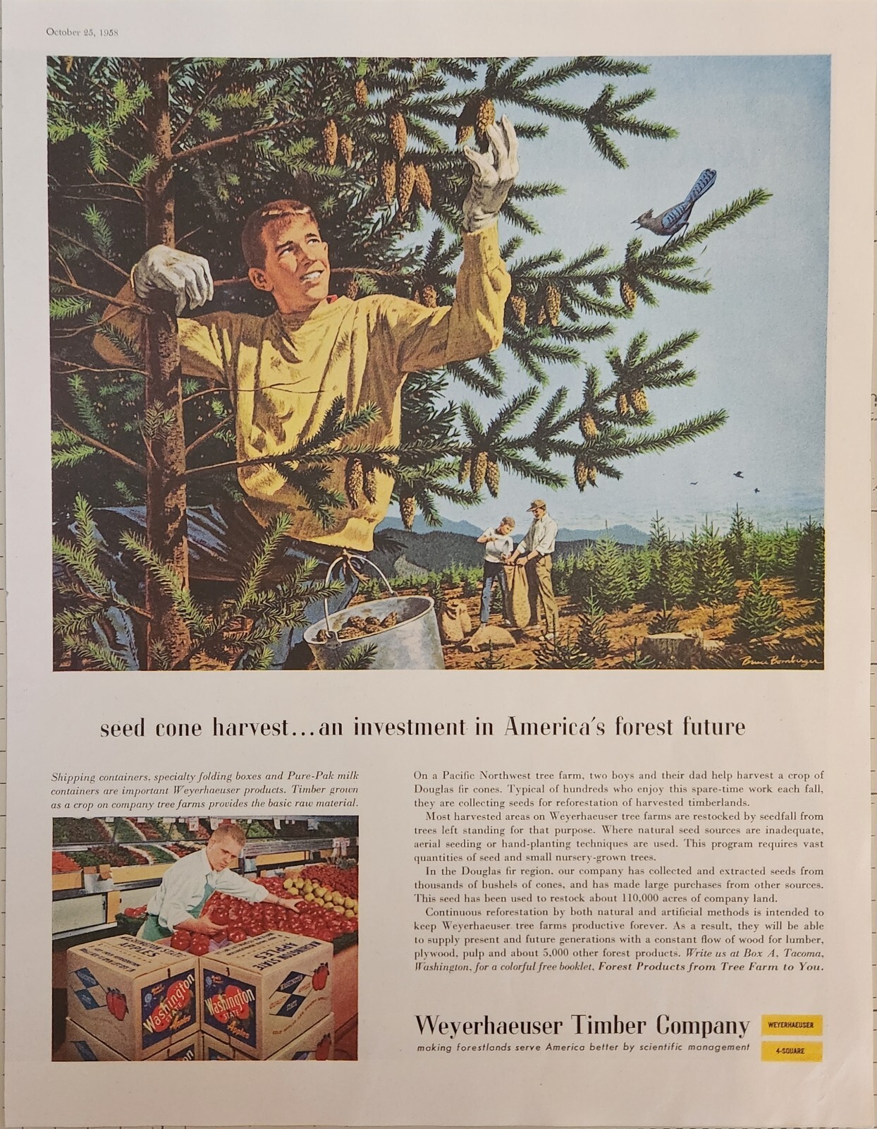 1958 Weyerhaeuser Timber Company Vintage Ad 13 x 10 seed cone harvest