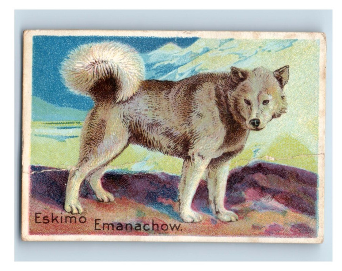 1910 Milo Emanachow & Sen Sen Prize Dog Cigarette 2 Card Lot F72