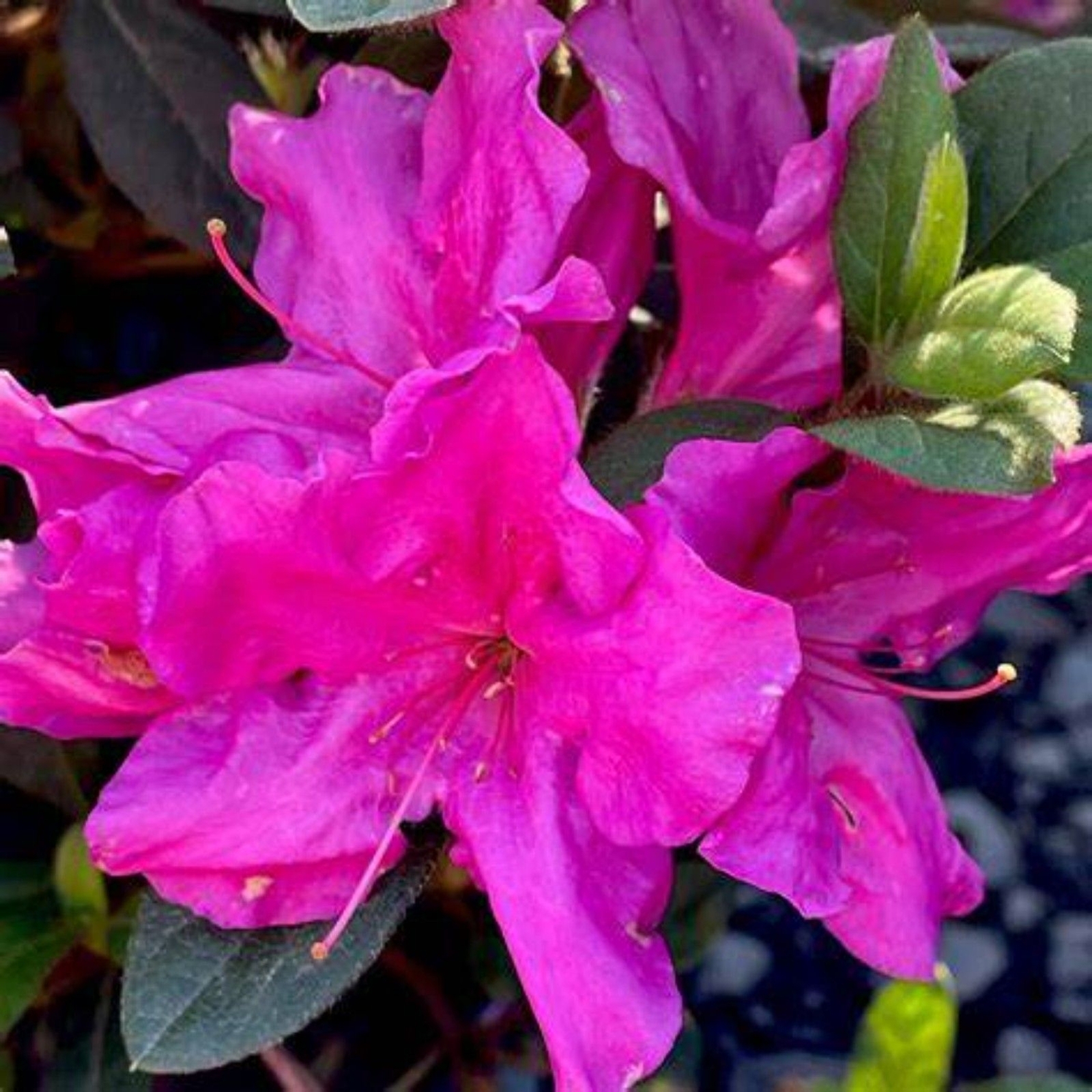 Autumn Royalty Encore Azalea – Purple Reblooming Shrub 1 GAllon 