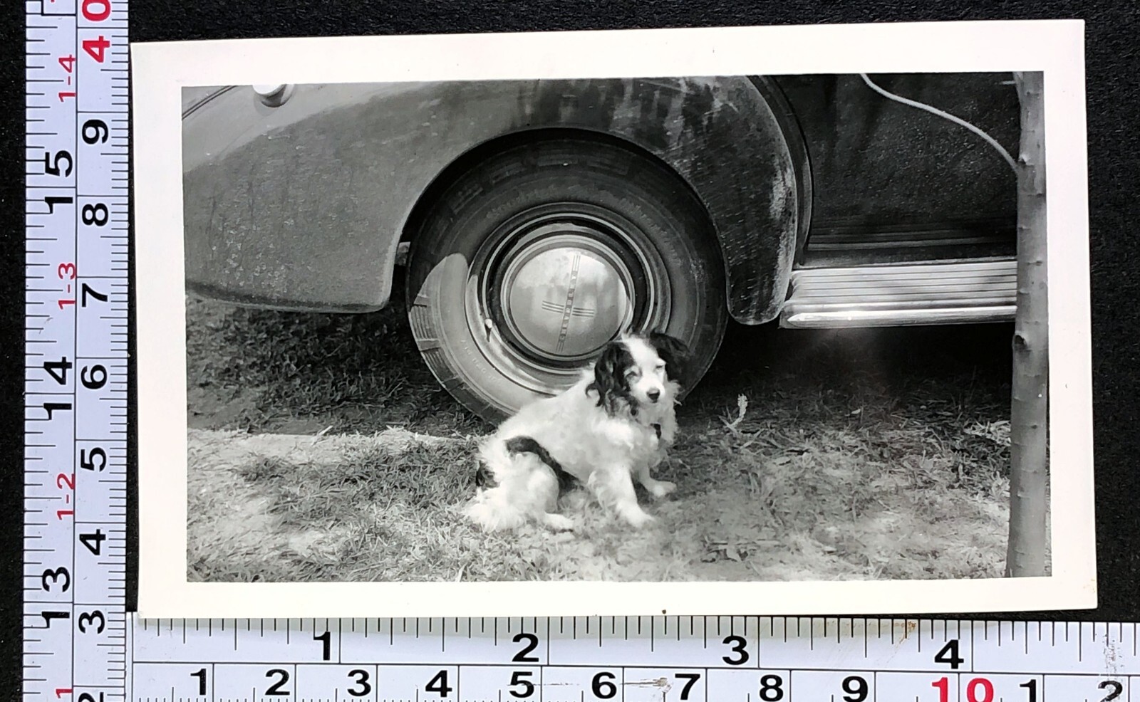 Furry Pet Dog Outside at Car Tire Dark Ears Sad Looking 1940 Photo Snapshot