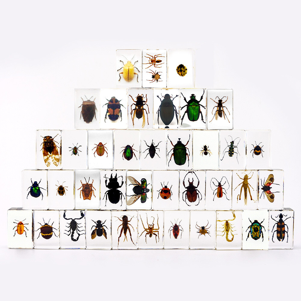 20 Pcs Insect in Resin Specimen Bugs Collection Paperweights Arachnid Resin Lot