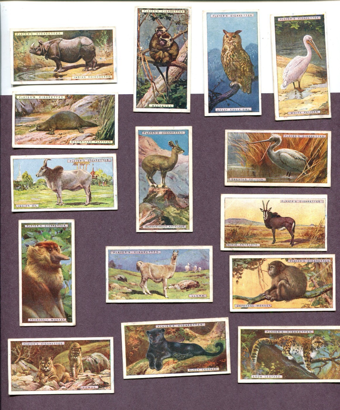 1924 JOHN PLAYER & SONS NATURAL HISTORY 15 DIFFERENT TOBACCO CARD LOT ANIMALS