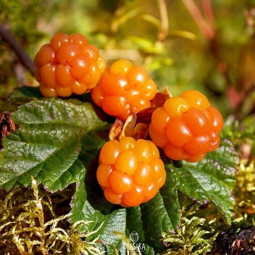 Rubus chamaemorus 15 PCS fresh seeds, Cloudberry, Nordic berry, Organic seeds
