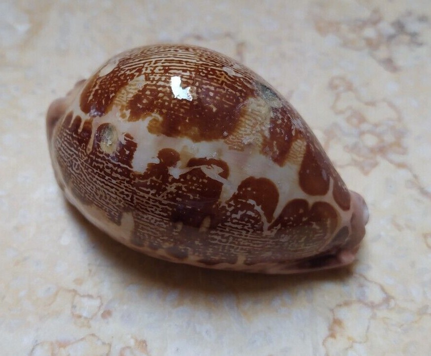 F Cypraea rosea mappa singularis 70..5mm F++ great pattern natural glossy rare F Cypraea rosea mappa singularis 70..5mm F++ great pattern natural glossy rare