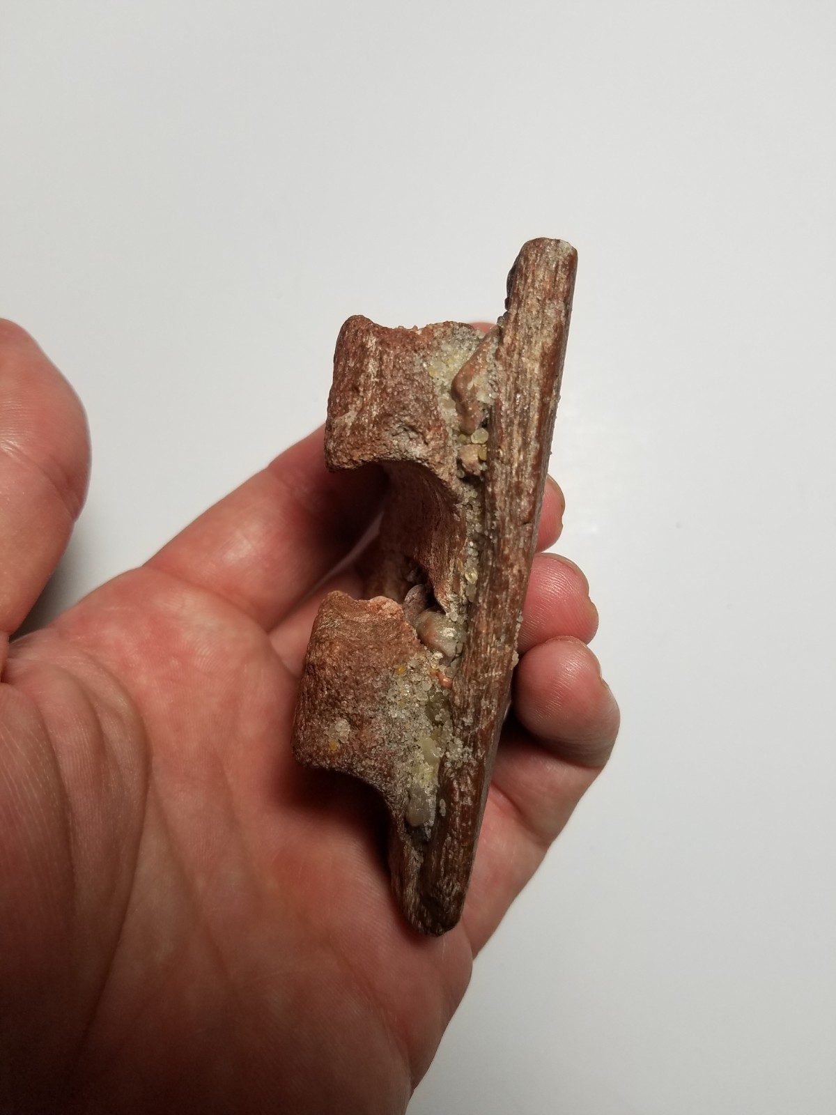 Large Spinosaurus Carcharodontosaurus Jaw Bone Tooth Cretaceous Dinosaur Fossil