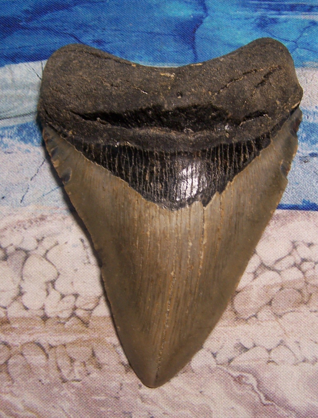MEGALODON Shark Tooth 4 1/8\ MEGALODON Shark Tooth 4 1/8\