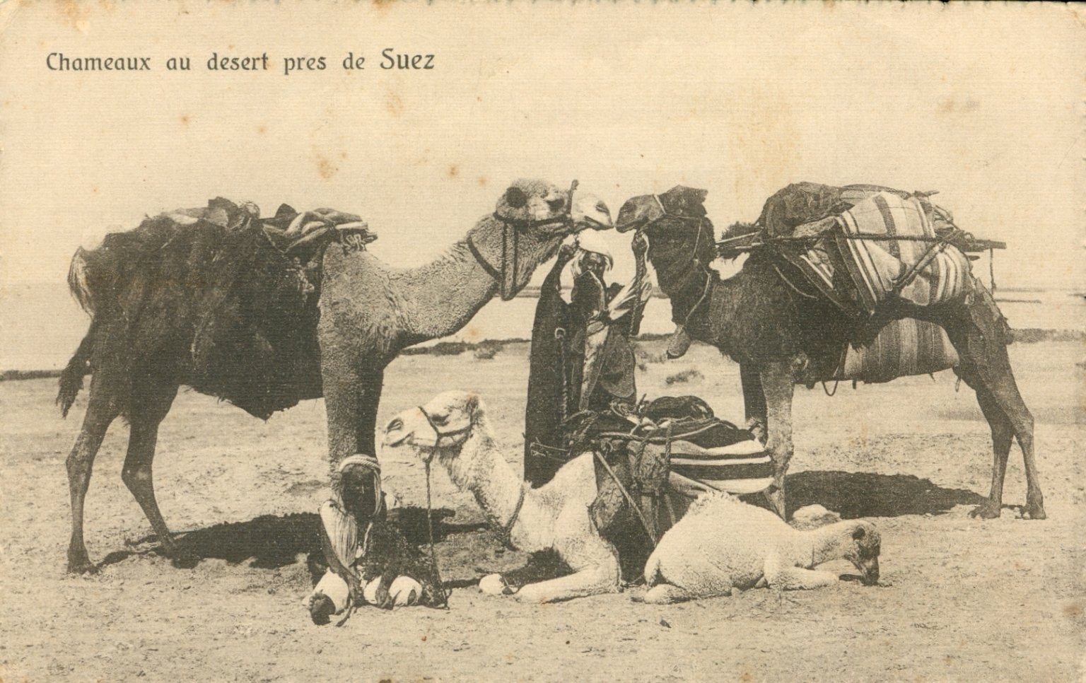 Suez Egypt Desert Camels Bedouins RPPC Postcard Cairo Postcard Trust c1910s