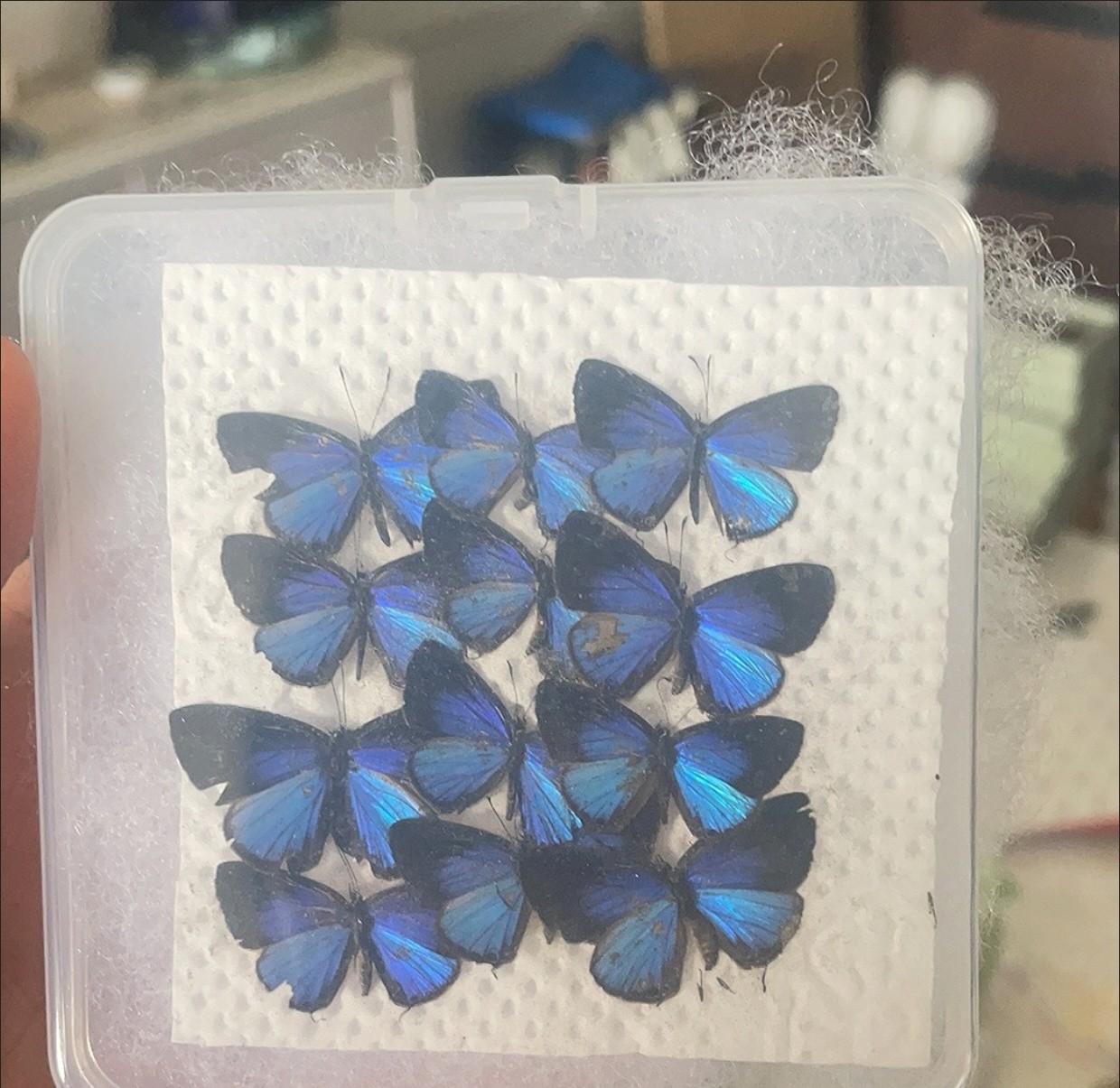 20 Real Blue Butterfly Specimens Spread Wings A1/A- DIY Entomology Decor