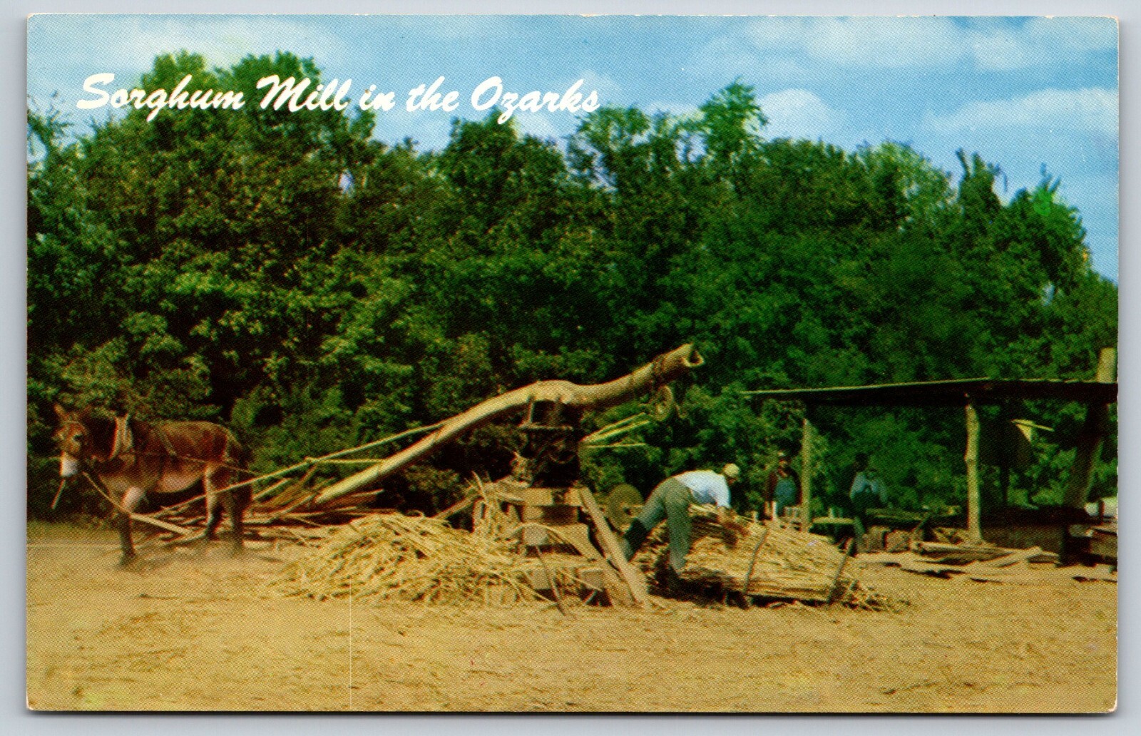 Sorghum Mill in the Ozarks Vintage Postcard