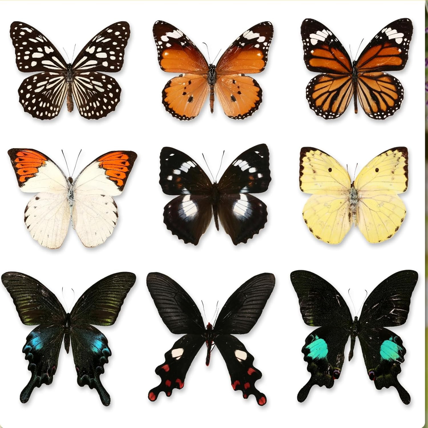 10 Pcs Real Butterfly Specimen Taxidermy Butterfly DIY Creative Production
