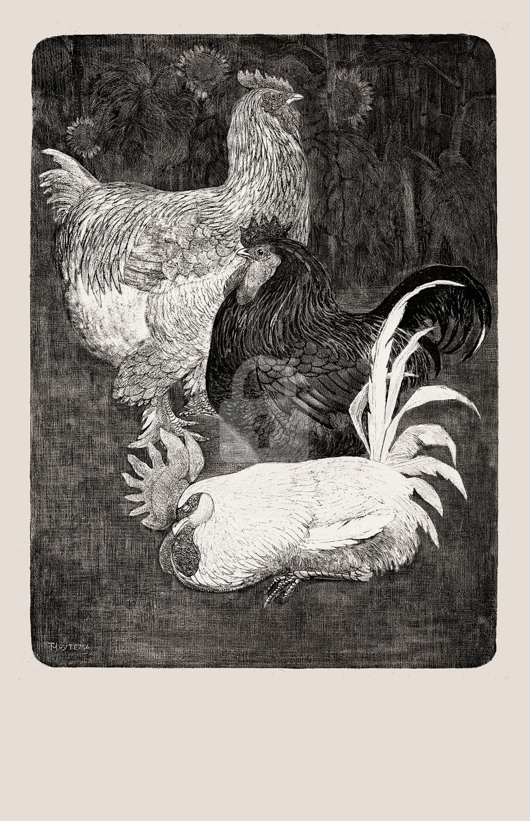 Drie hanen (1898) (three roosters), Theo van Hoytema *Art Postcard* Drie hanen (1898) (three roosters), Theo van Hoytema *Art Postcard*
