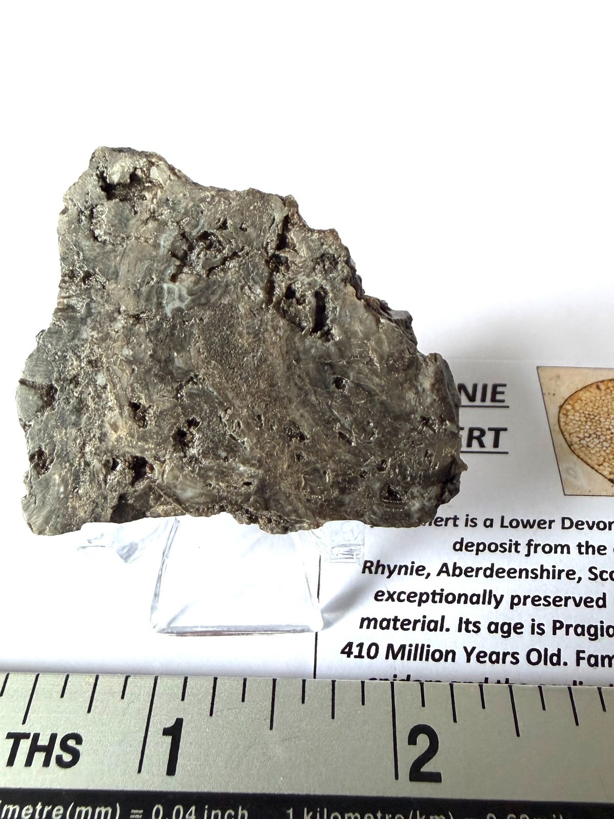 Rhynie Chert Devonian Period Scotland  RC6